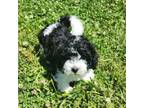 Shih-Poo Puppy for sale in Brentwood, TN, USA