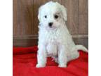 Poodle (Toy) Puppy for sale in Brooklyn, NY, USA