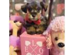 Schnauzer (Miniature) Puppy for sale in Mount Vernon, MO, USA