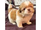 Shih Tzu Puppy for sale in Guntown, MS, USA