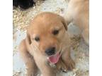 Labrador Retriever Puppy for sale in Miami Gardens, FL, USA