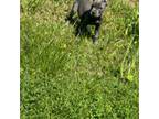 Cane Corso Puppy for sale in Hopkinsville, KY, USA