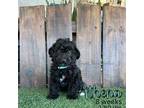 Poodle (Toy) Puppy for sale in Yuma, AZ, USA