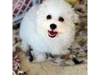 Bichon Frise Puppy for sale in Magnolia, TX, USA