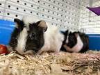 Coco And Pepe, Guinea Pig For Adoption In Pottstown, Pennsylvania