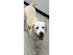 Hank Ii, Labrador Retriever For Adoption In Little Rock, Arkansas