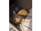 Townes, Domestic Shorthair For Adoption In Washington, District Of Columbia