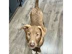 Danny, Labrador Retriever For Adoption In Prior Lake, Minnesota