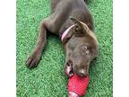 Nina, Labrador Retriever For Adoption In Brooklyn, New York