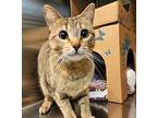 Mona, Domestic Shorthair For Adoption In Sioux City, Iowa