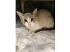 Daisy, Domestic Shorthair For Adoption In Glenville, New York