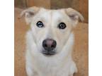 Gracie Mae, Retriever (unknown Type) For Adoption In Fort Worth, Texas