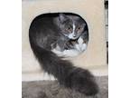 Shelby, Domestic Mediumhair For Adoption In St. James, Minnesota