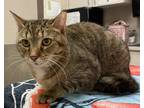 Priscilla, Domestic Shorthair For Adoption In Bingham Farms, Michigan