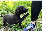 Puppy Lil Darlin, Labrador Retriever For Adoption In Franklin, Tennessee
