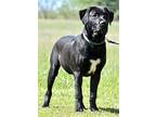 Puppy Wesson, Labrador Retriever For Adoption In Franklin, Tennessee
