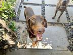 Picnic, Doberman Pinscher For Adoption In Los Angeles, California