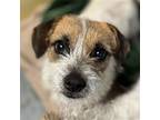 Dora, Jack Russell Terrier For Adoption In Esc, California
