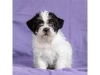 Dora Pup - Val, Jack Russell Terrier For Adoption In Esc, California