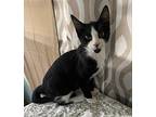 Willy, Domestic Shorthair For Adoption In Framingham, Massachusetts