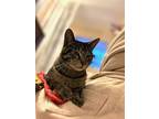 Mon Ami Tabby, Domestic Shorthair For Adoption In Chicago, Illinois