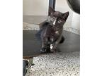 Mca (elora), Domestic Shorthair For Adoption In Sudbury, Ontario