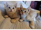 Poppy And Marigold, Domestic Shorthair For Adoption In Acton, California