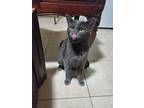 Molly (cl), Russian Blue For Adoption In San Antonio, Texas