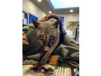 Daisy, Sphynx For Adoption In St. Catharines, Ontario