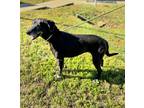 Layla (main Campus-waived Adoption Fee), Labrador Retriever For Adoption In