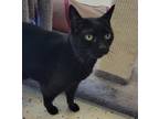 Midnight, Domestic Shorthair For Adoption In Columbus, Indiana