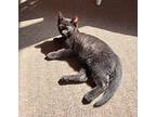 Salem, Domestic Shorthair For Adoption In South Bend, Indiana