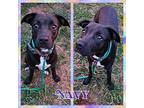 Navy, Labrador Retriever For Adoption In Blacksburg, South Carolina