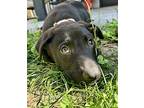 Sushi, Labrador Retriever For Adoption In Phoenix, Arizona