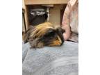 Peanut, Guinea Pig For Adoption In Augusta, Maine