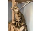 Ross, American Shorthair For Adoption In Olive Branch, Mississippi