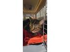 Theo, Domestic Shorthair For Adoption In Montreal, Quebec