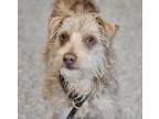 Sprite, Terrier (unknown Type, Small) For Adoption In Santa Cruz, California