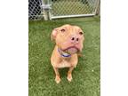 Gingersnap (rage), American Pit Bull Terrier For Adoption In Baltimore, Maryland