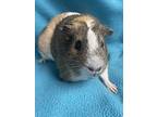 Toast, Guinea Pig For Adoption In Edinburg, Pennsylvania