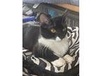 Miracle, Domestic Shorthair For Adoption In Manahawkin, New Jersey