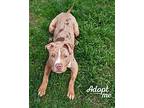 Ozzy, American Staffordshire Terrier For Adoption In Lyons, New York