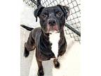 Huey, American Pit Bull Terrier For Adoption In Des Moines, Iowa