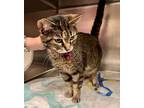 Gizmo, Domestic Shorthair For Adoption In Mount Holly, New Jersey