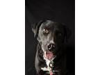 Button, Labrador Retriever For Adoption In Yreka, California