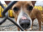 Nedra, Rat Terrier For Adoption In North Brunswick, New Jersey