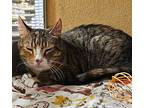 Emma (fcid# 03/21/2024 - 22 Christiana Ps), Domestic Shorthair For Adoption In