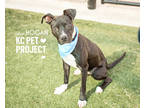 Hogan, American Pit Bull Terrier For Adoption In Kansas City, Missouri