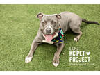 Lou, American Pit Bull Terrier For Adoption In Kansas City, Missouri