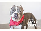 Bruno, American Pit Bull Terrier For Adoption In Kansas City, Missouri